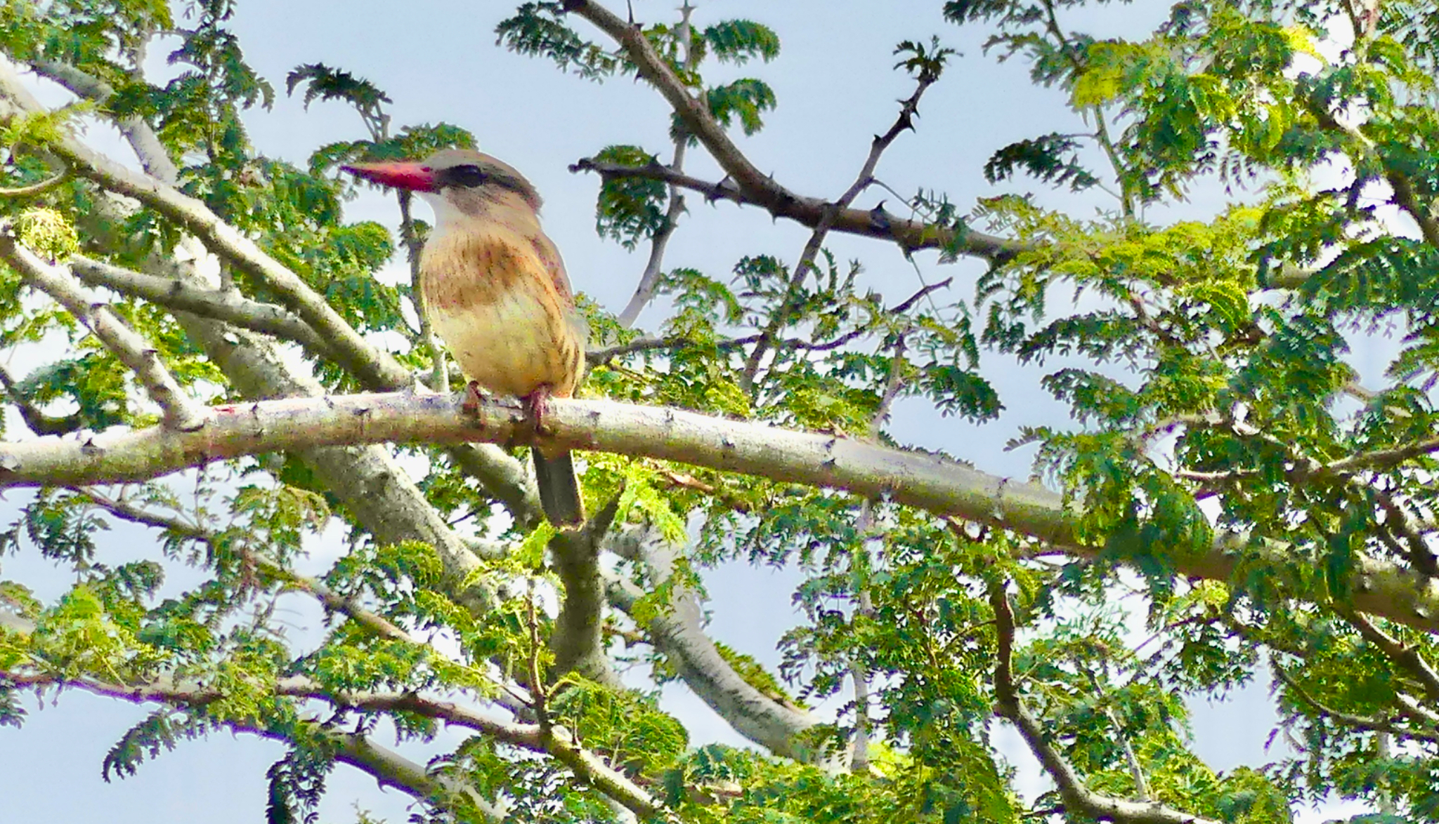 Brown hooded Kingfisher